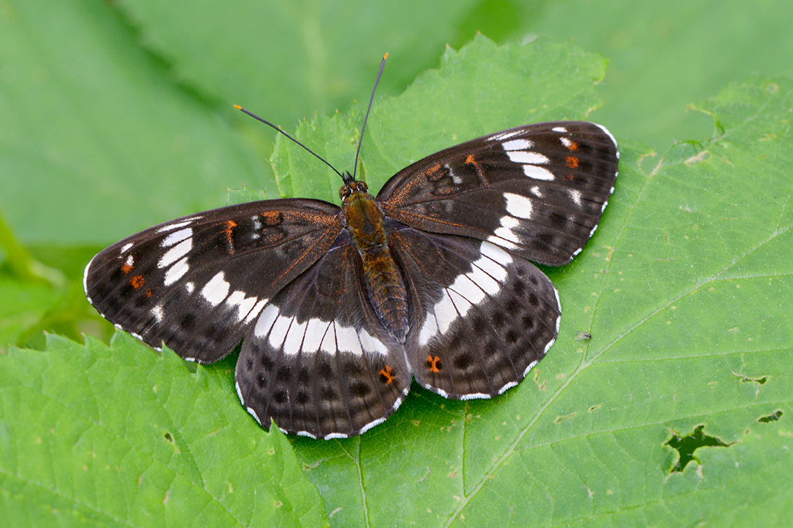 Kleine ijsvogelvlinder (Limenitis camilla) 6-2018 4124