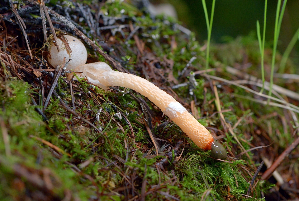 Kleine stinkzwam (Mutinus caninus) 9-2015 4042