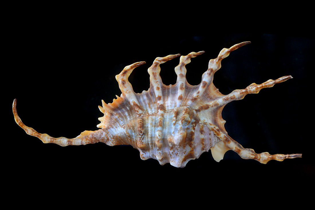 Lambis scorpius 5-2016 9440