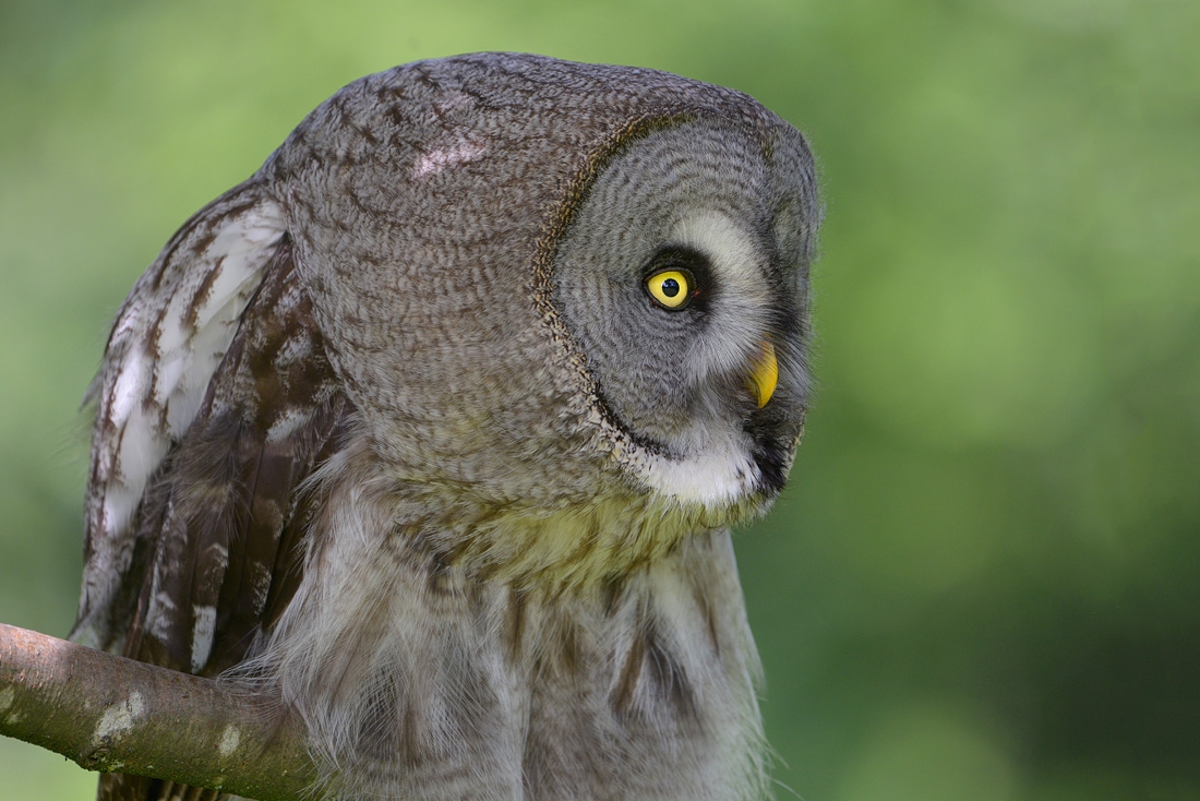 Laplanduil (Strix nebulosa) 6-2016 0529