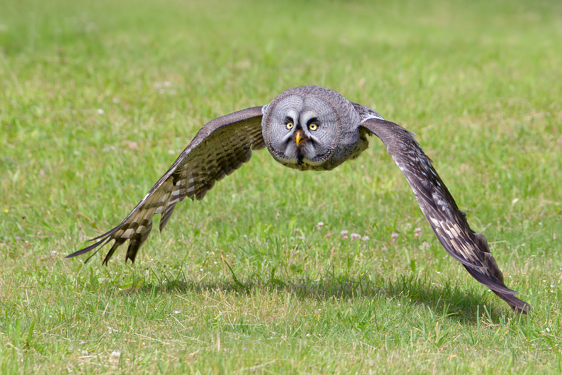 Laplanduil (Strix nebulosa) 6-2016 0563