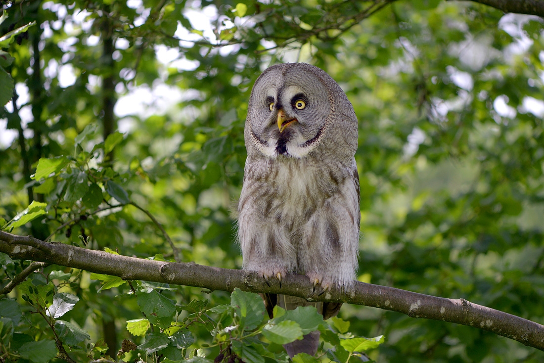 Laplanduil (Strix nebulosa) 6-2016 1258