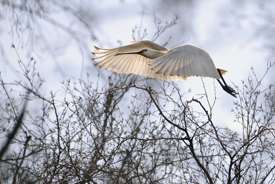 Lepelaar (Platalea leucorodia) 3-2017 6814