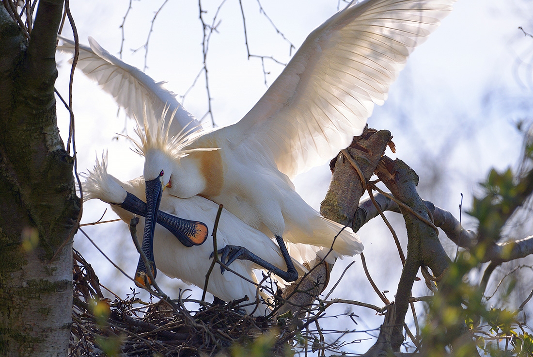Lepelaar (Platalea leucorodia) 3-2017 6958