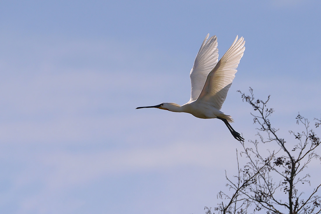 Lepelaar (Platalea leucorodia) 3-2017 7009