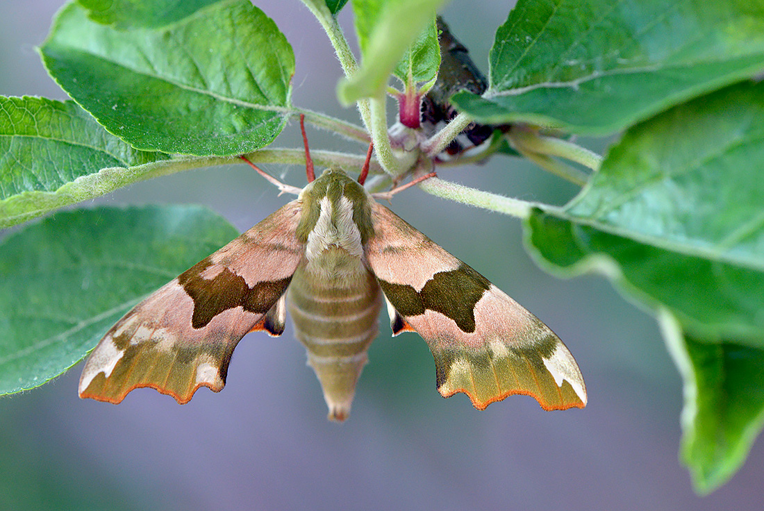 Lindepijlstaart (Mimas tiliae) 5-2017 0757