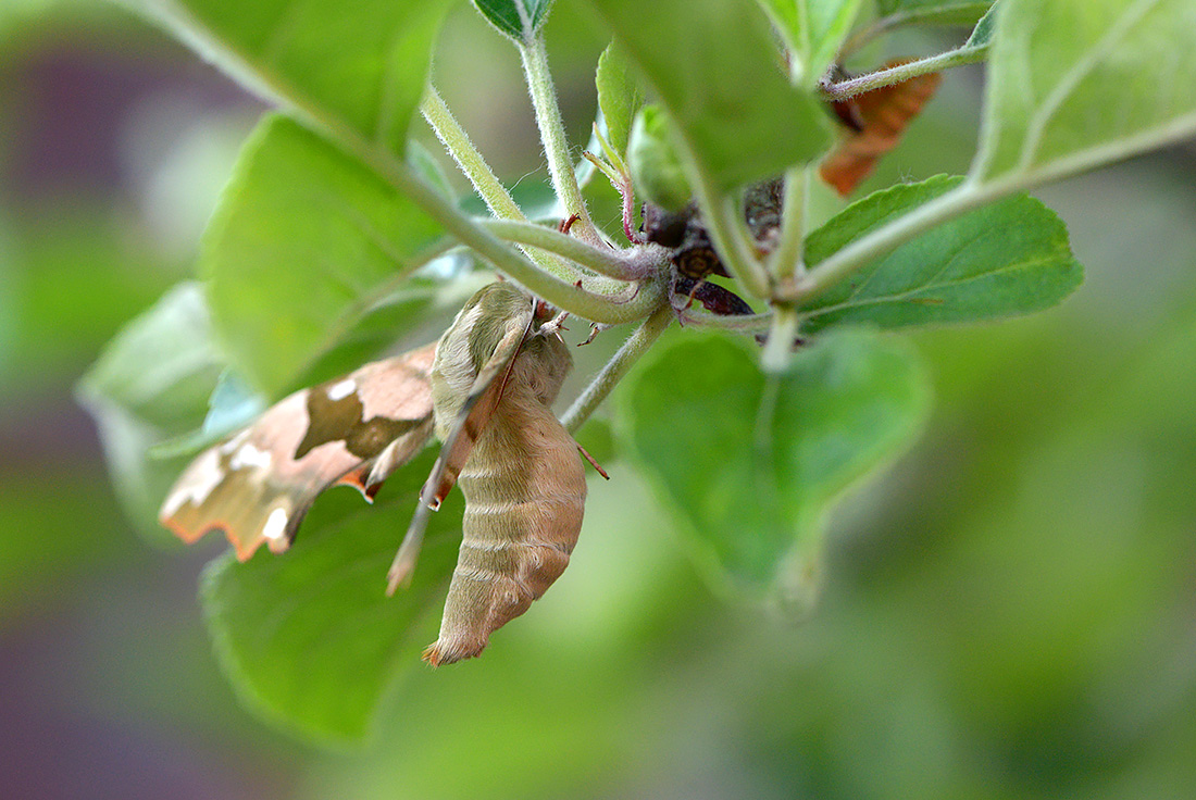 Lindepijlstaart (Mimas tiliae) 5-2017 0765