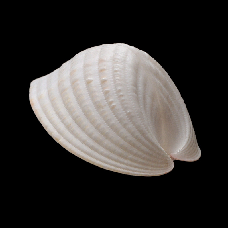 Lunulicardia hemicardia 9-2016 1933