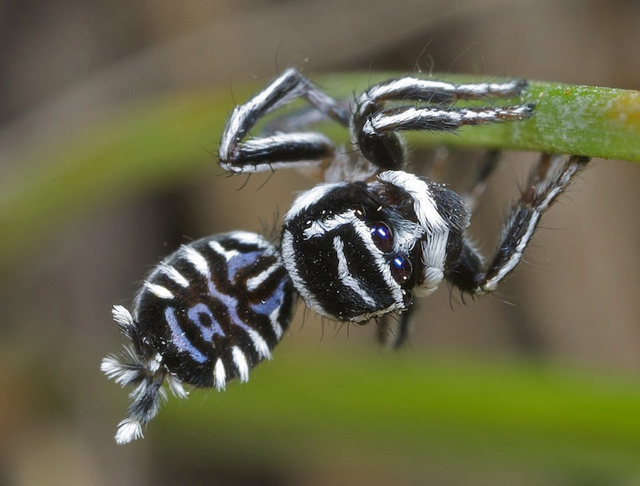 Maratus sceletus