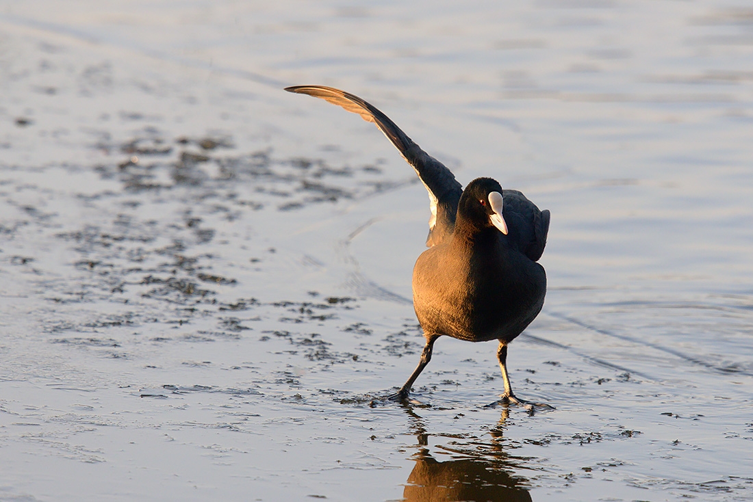 Meerkoet (Fulica atra) 1-2017 4285