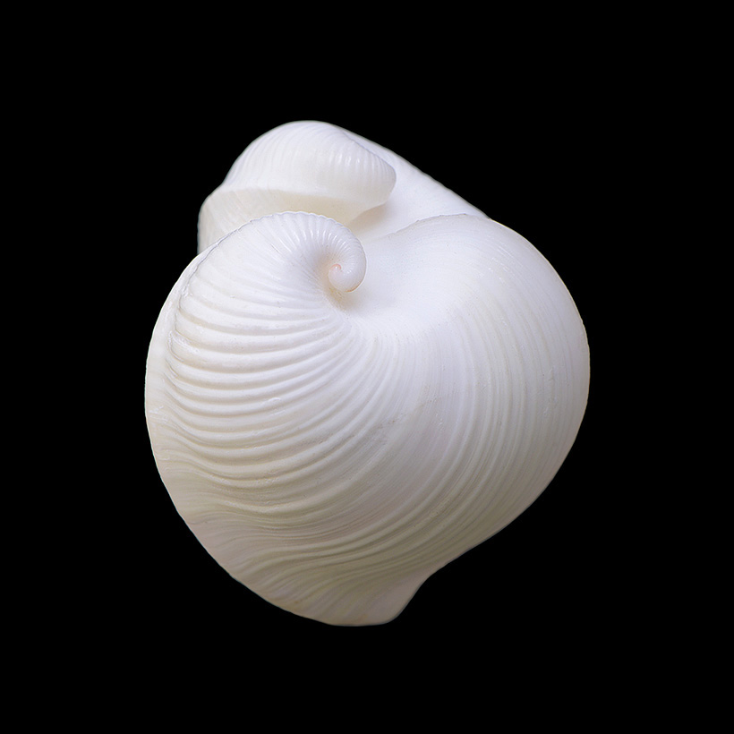 Meiocardia moltkiana 5-2017 0845