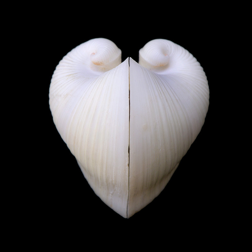 Meiocardia moltkiana 5-2017 0848