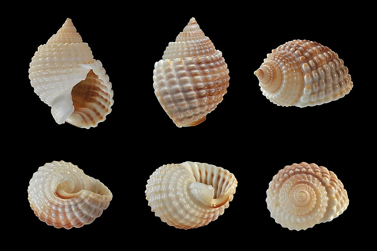 Nassarius conoidalis 11-2012