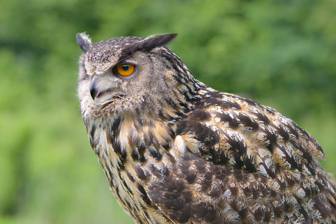 Oehoe (Bubo bubo) 6-2016 0770