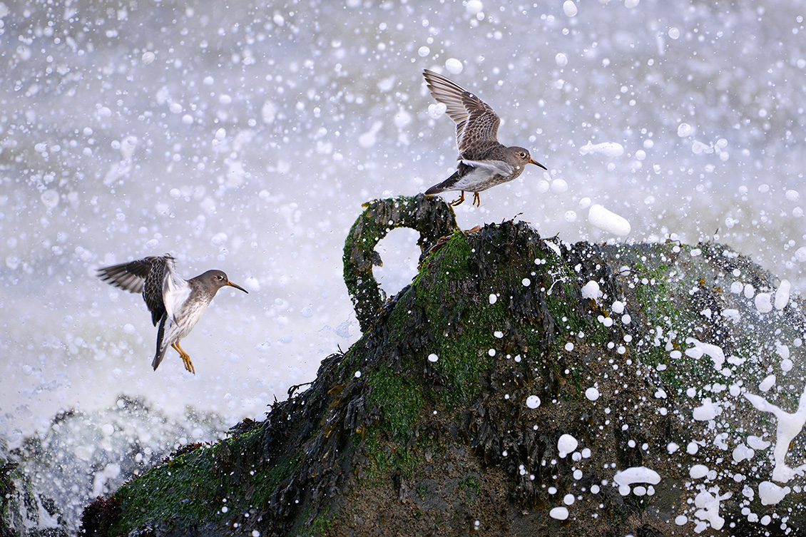 Paarse Strandloper (Calidris maritima) 2-2018 0322
