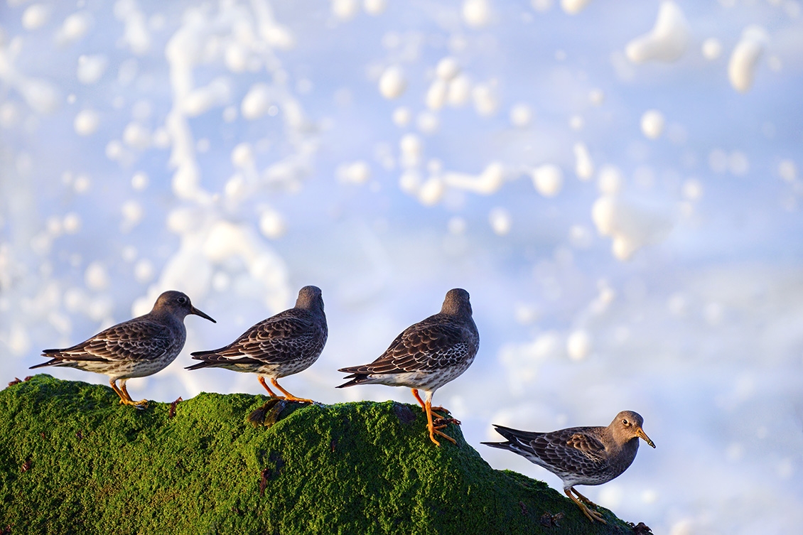 Paarse Strandloper (Calidris maritima) 2-2018 1014