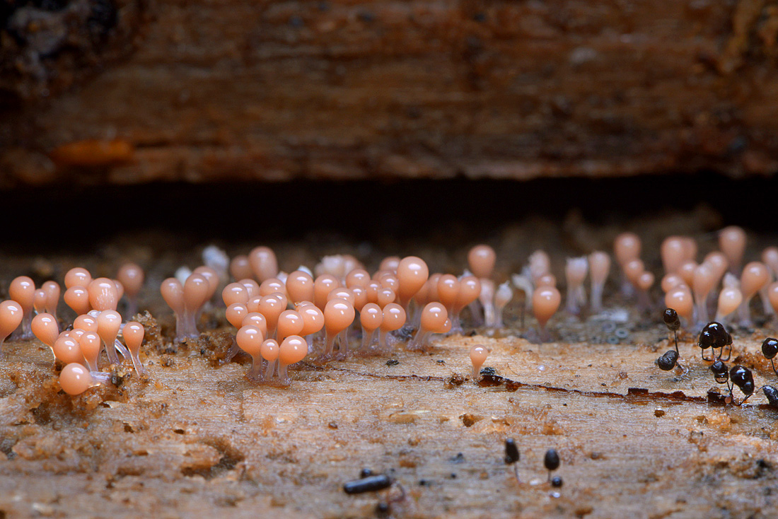 Peervormig Draadwatje (Trichia decipiens) 10-2013 7110