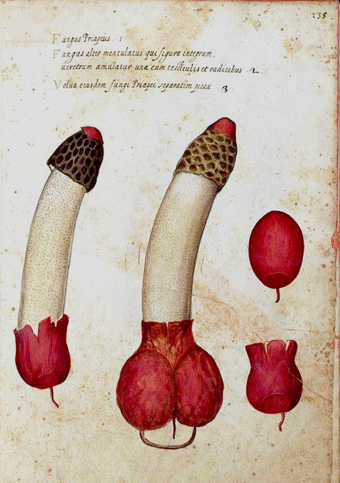 Phallus Impudicus Ulisse Aldrovandi
