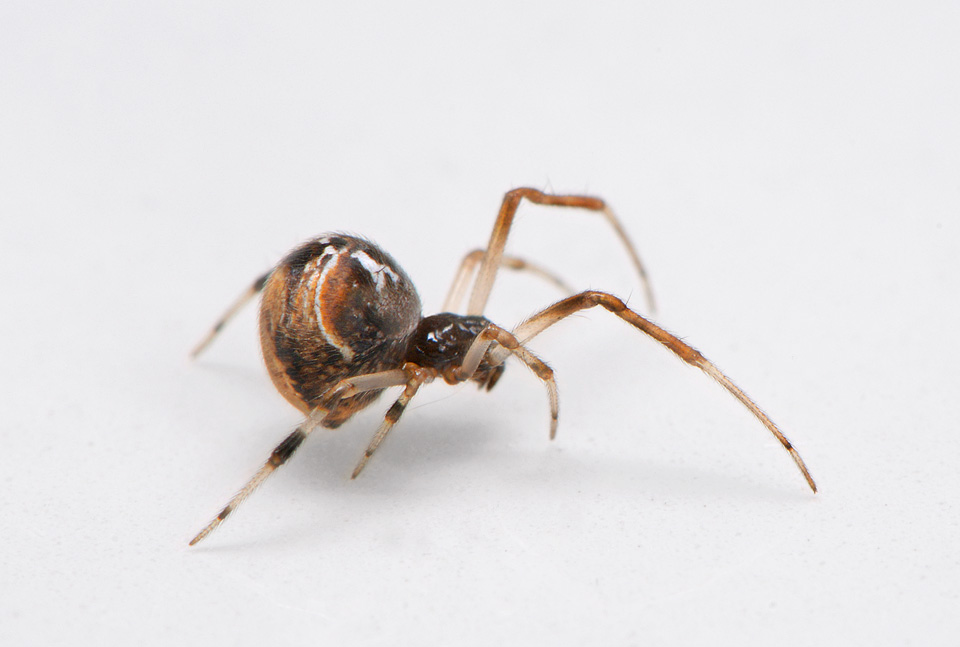 Prachtkogelspin (Parasteatoda lunata) 6-2015 2742