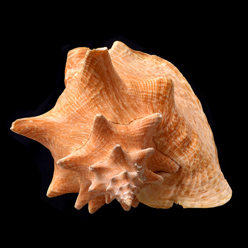 Reuzen Vleugelhoorn (Strombus gigas, Lobatus gigas) 7-2015 3054