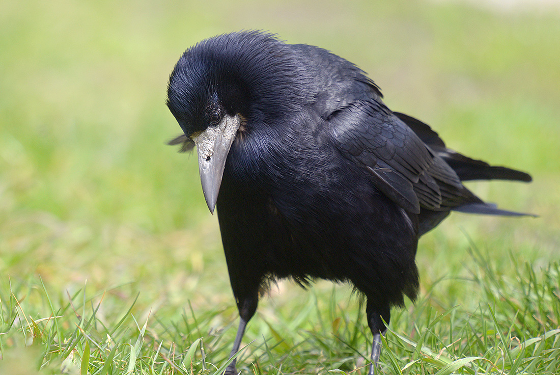 Roek (Corvus frugilegus) 4-2017 0484