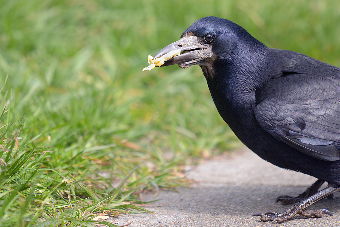 Roek (Corvus frugilegus) 4-2017 0490