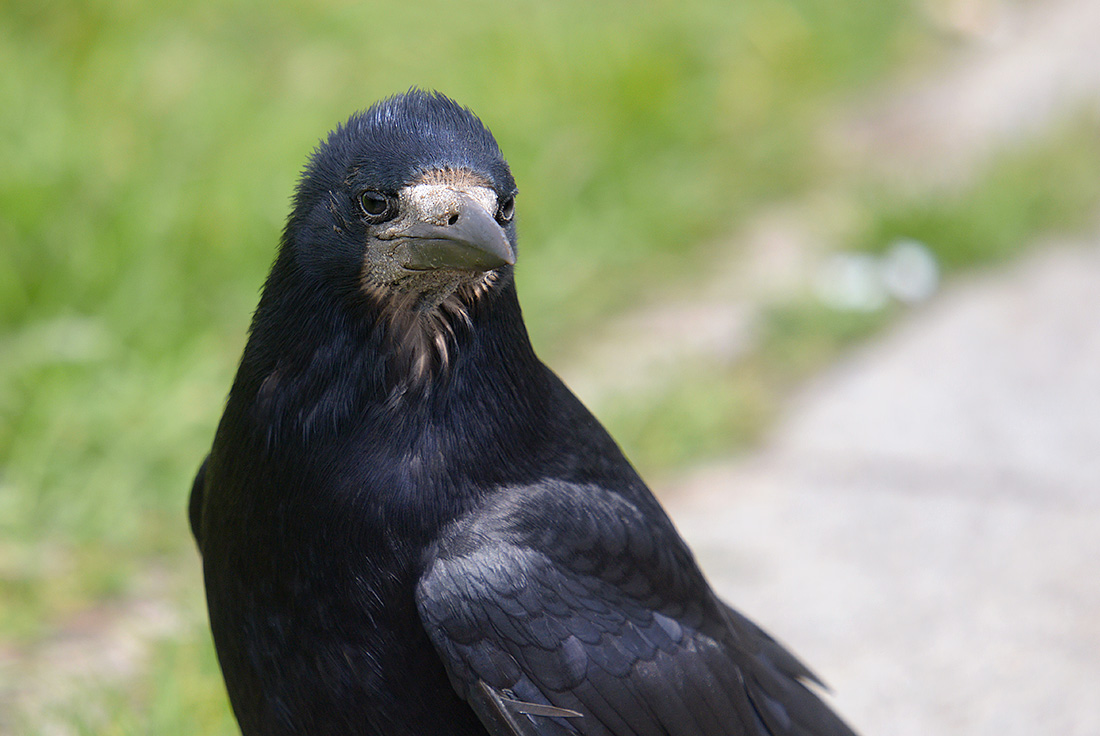 Roek (Corvus frugilegus) 4-2017 0516