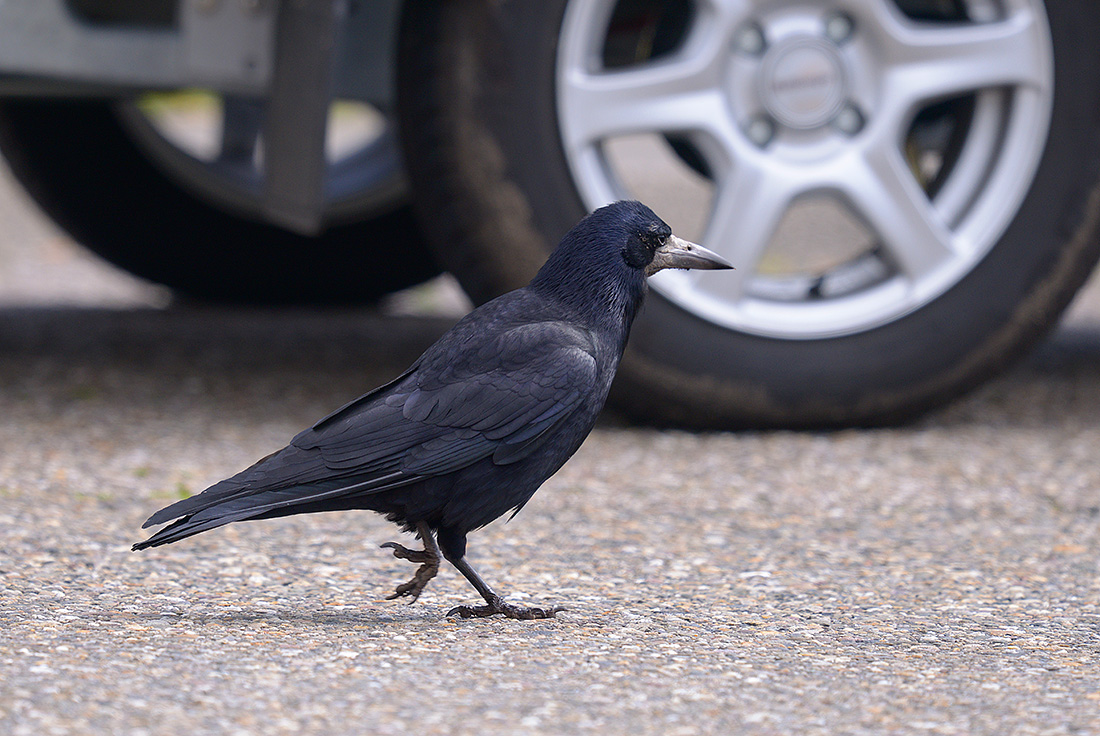 Roek (Corvus frugilegus) 4-2017 0548