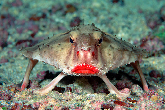 Rosy Lipped Batfish