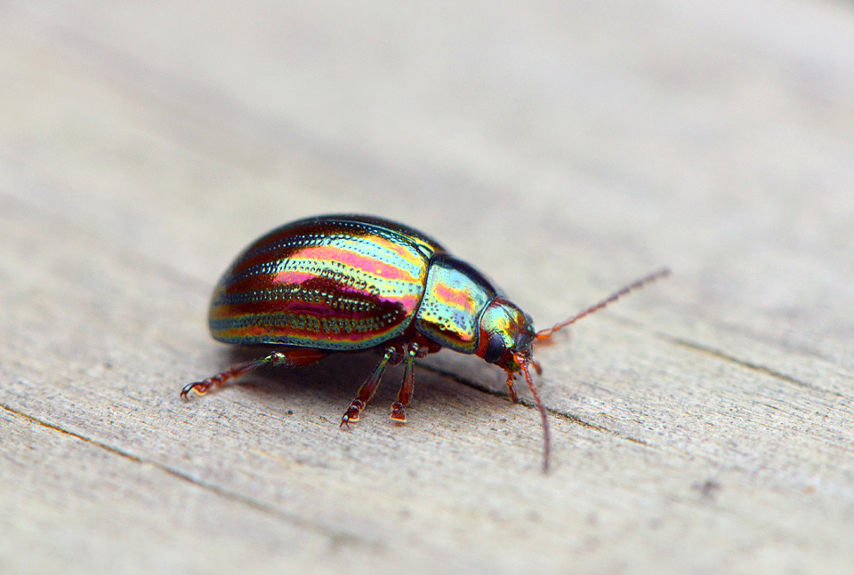 Rozemarijngoudhaantje (Chrysolina cerealis) 9-2015 3857