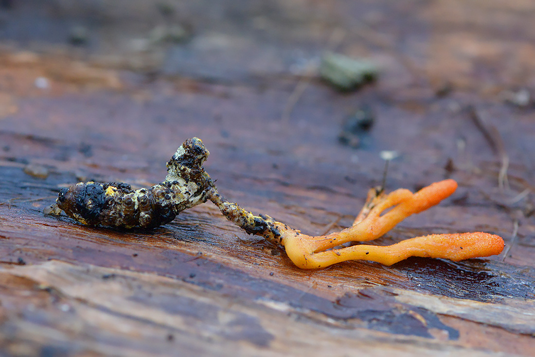 Rupsendoder (Cordyceps militaris) 12-2016 3358