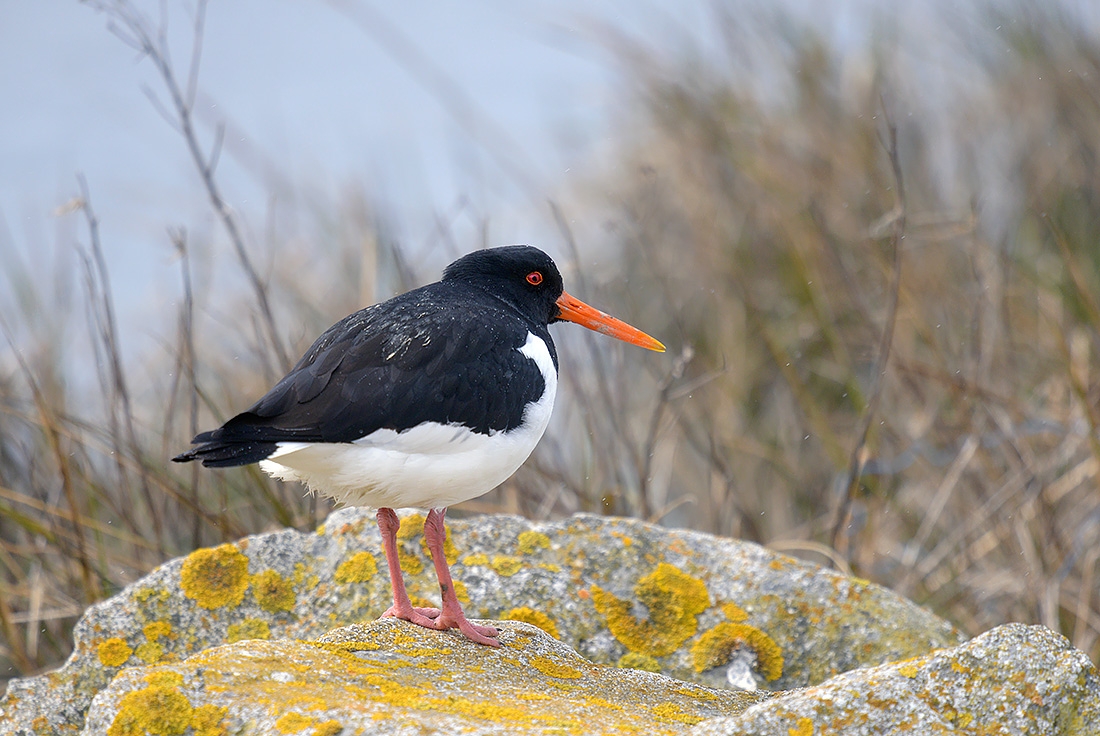 Scholekster (Haematopus ostralegus) 4-2017 0370