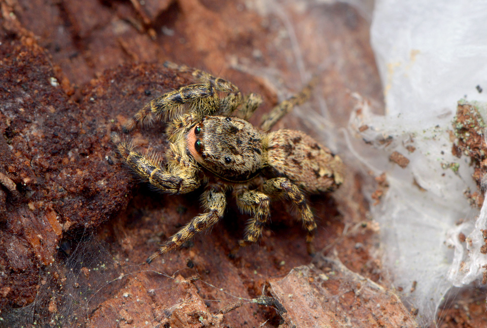 Schorsmarpissa (Marpissa muscosa) 2-2015 1876