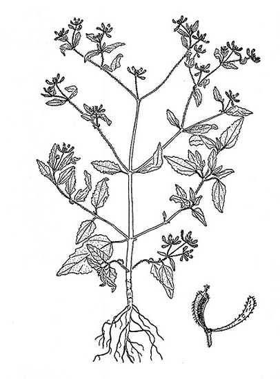 Siegesbeckia orientalis