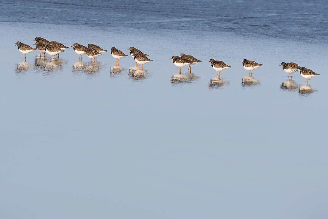 Steenloper (Arenaria interpres) 3-2017 5747