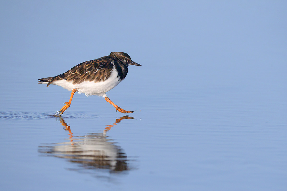 Steenloper (Arenaria interpres) 3-2017 5775