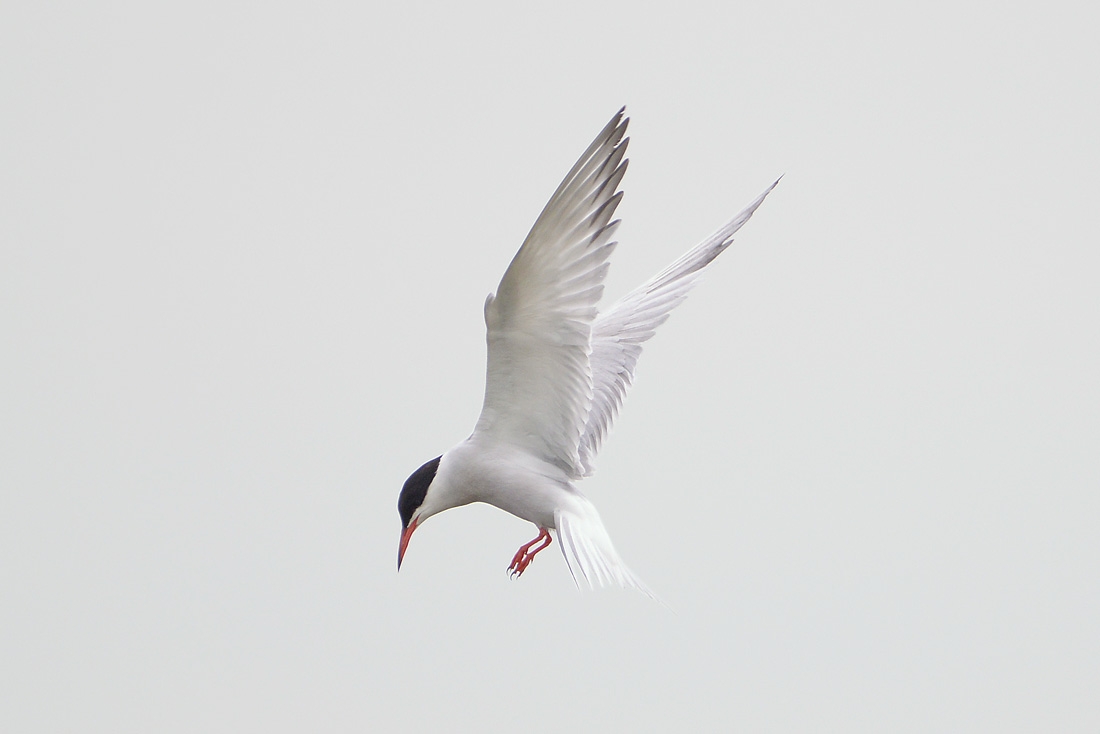Visdief (Sterna hirundo) 5-2016  8947