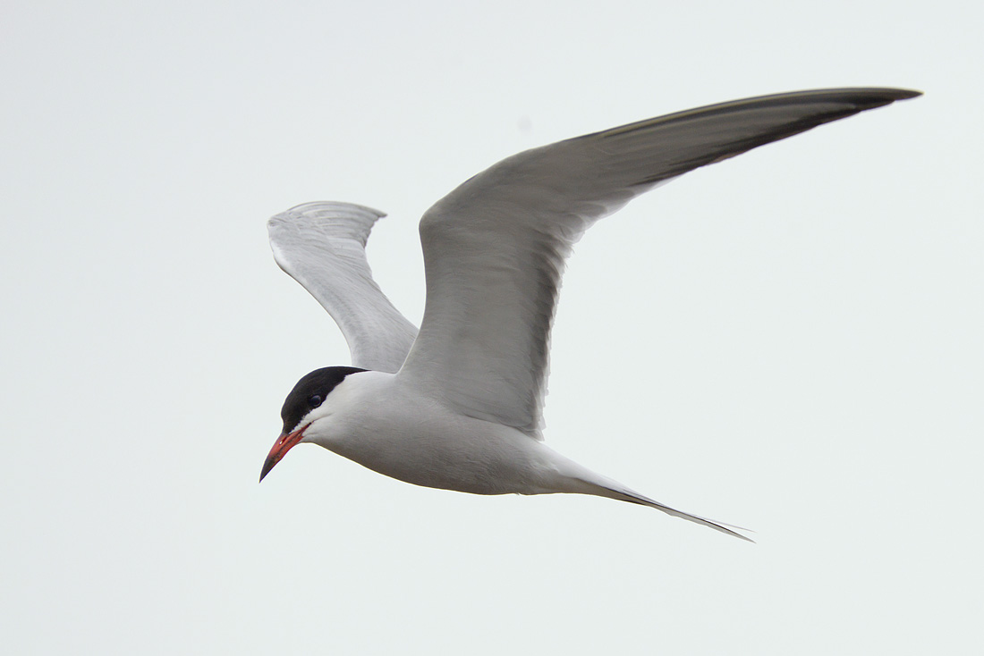 Visdief (Sterna hirundo) 5-2016  9148