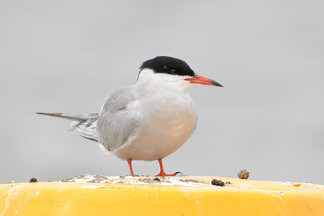 Visdief (Sterna hirundo) 5-2016 9235
