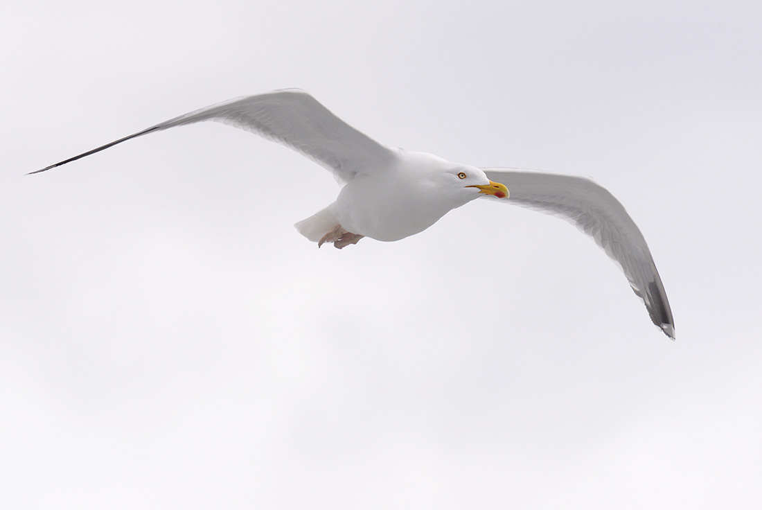 Zilvermeeuw (Larus argentus) 4-2017 8468