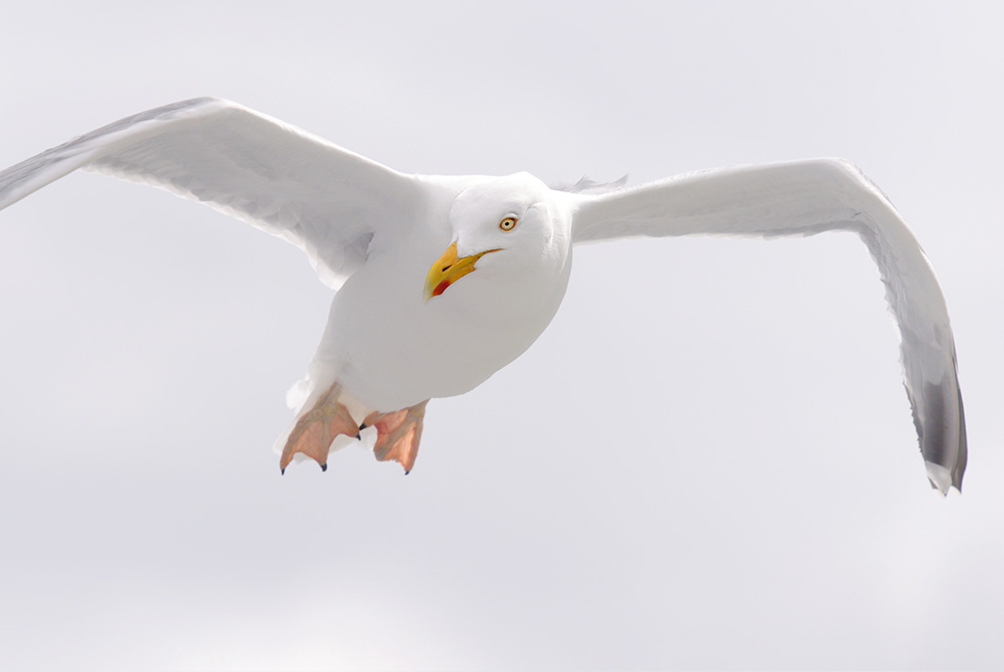 Zilvermeeuw (Larus argentus) 4-2017 8539