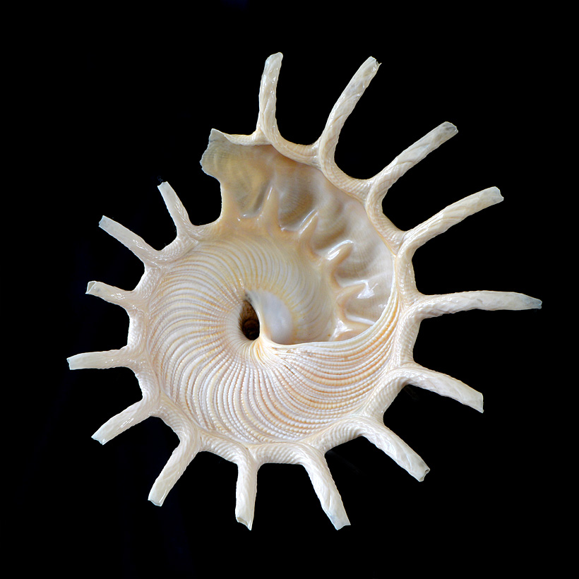 Zonne-kruiersslak (Stellaria solaris) 5-2016 9447