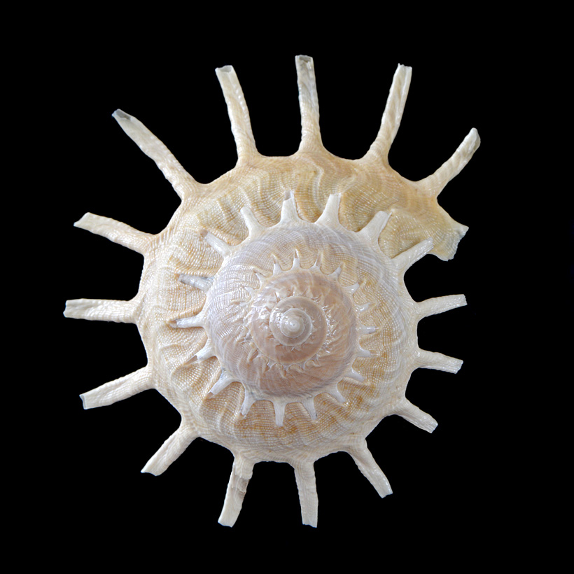 Zonne-kruiersslak (Stellaria solaris) 5-2016 9449