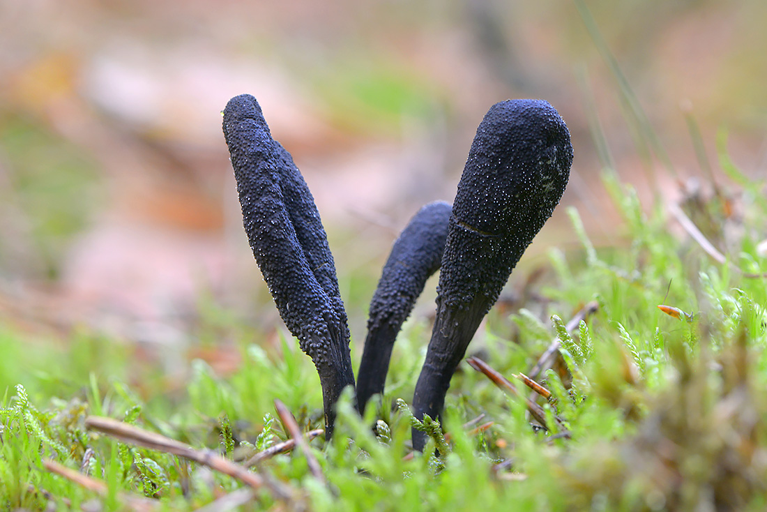 Zwarte Truffelknotszwam (Cordyceps ophioglossoides) 10-2016 2969