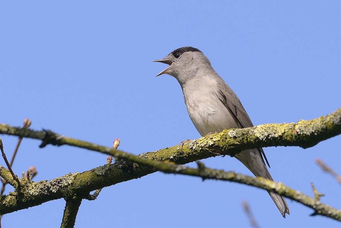 Zwartkop (Silvia atricapilla) 4-2017 8014