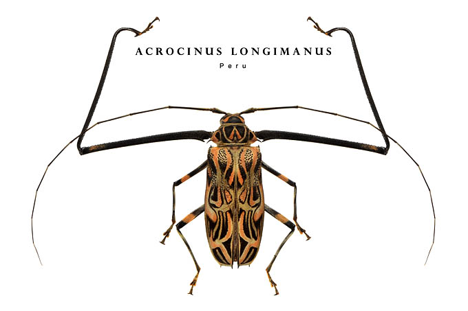 acrocinus longimanus