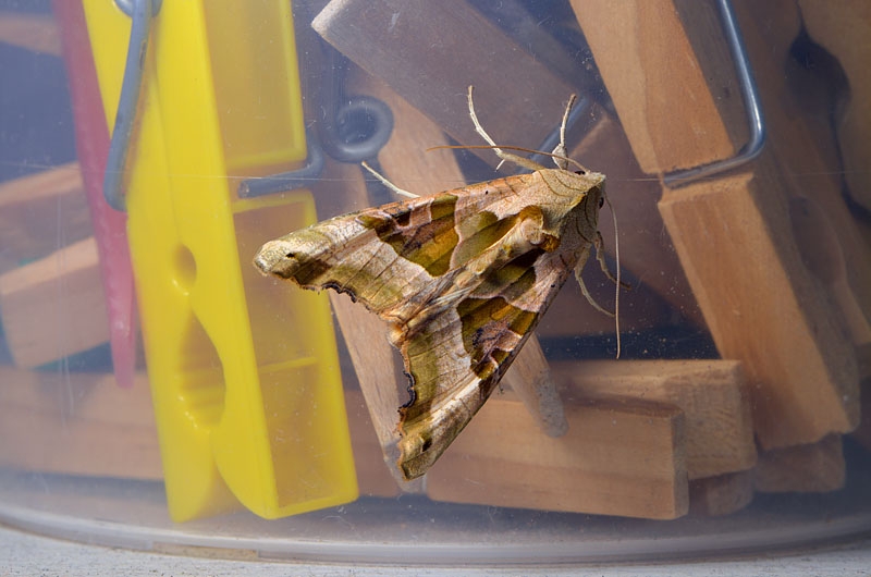 agaatvlinder (phlogophora meticulosa) 9-2012 3663