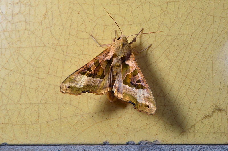 agaatvlinder (phlogophora meticulosa) 9-2012 3681