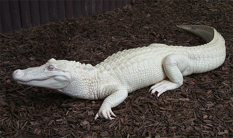 albino alligator
