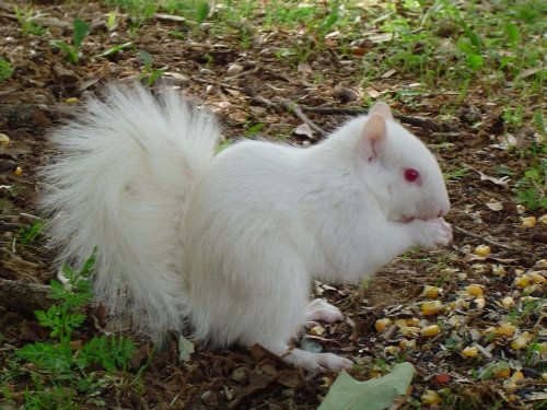 albino eekhoorn